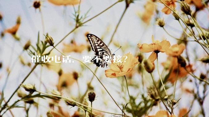 催收电话，要不要接？